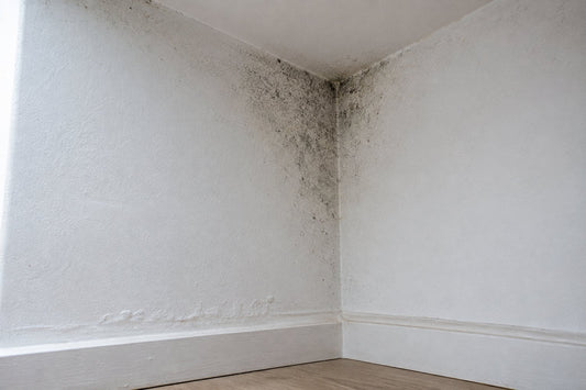 Angle de mur intérieur gagné par la moisissure