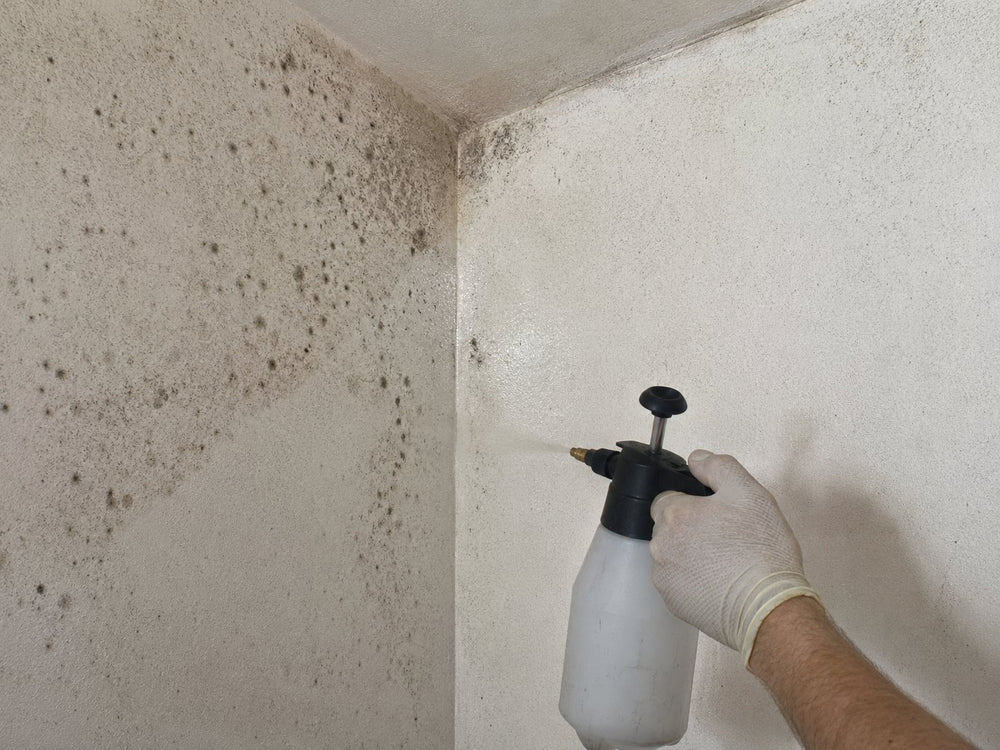 mur interieur traitement pulverisateur