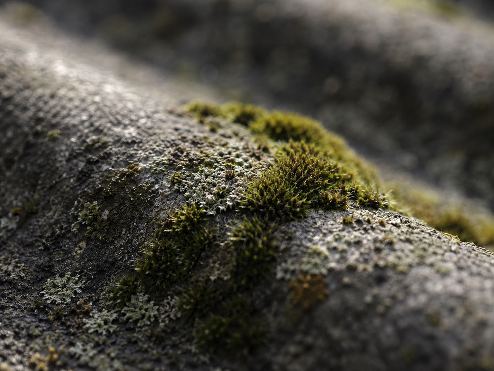 Mousse et lichen incrustés dans le grain d'une plaque de fibrociment